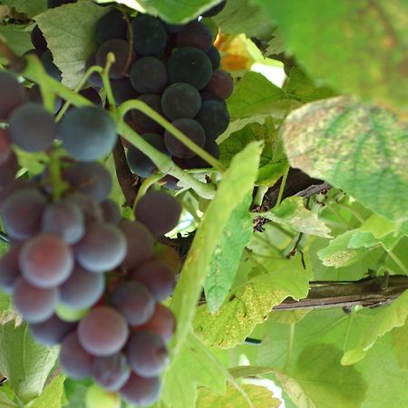 Ratsch an der Weinstraße Das Weinberghaus מראה חיצוני תמונה